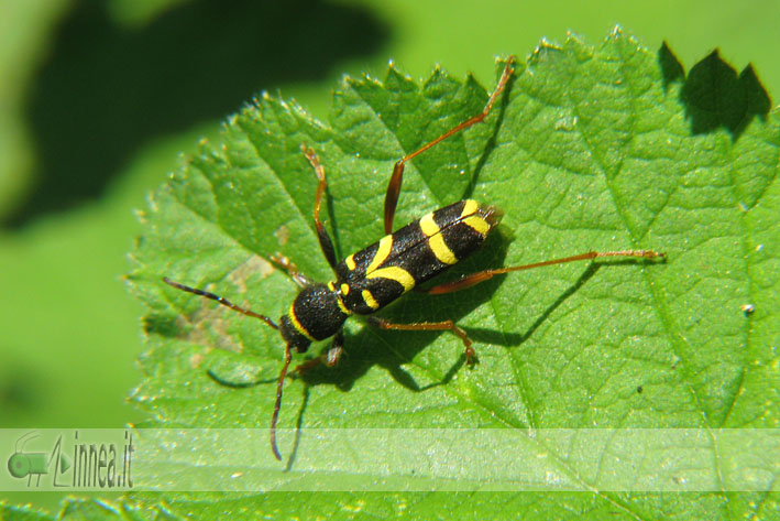 Cerambycidae - Clytus arietis